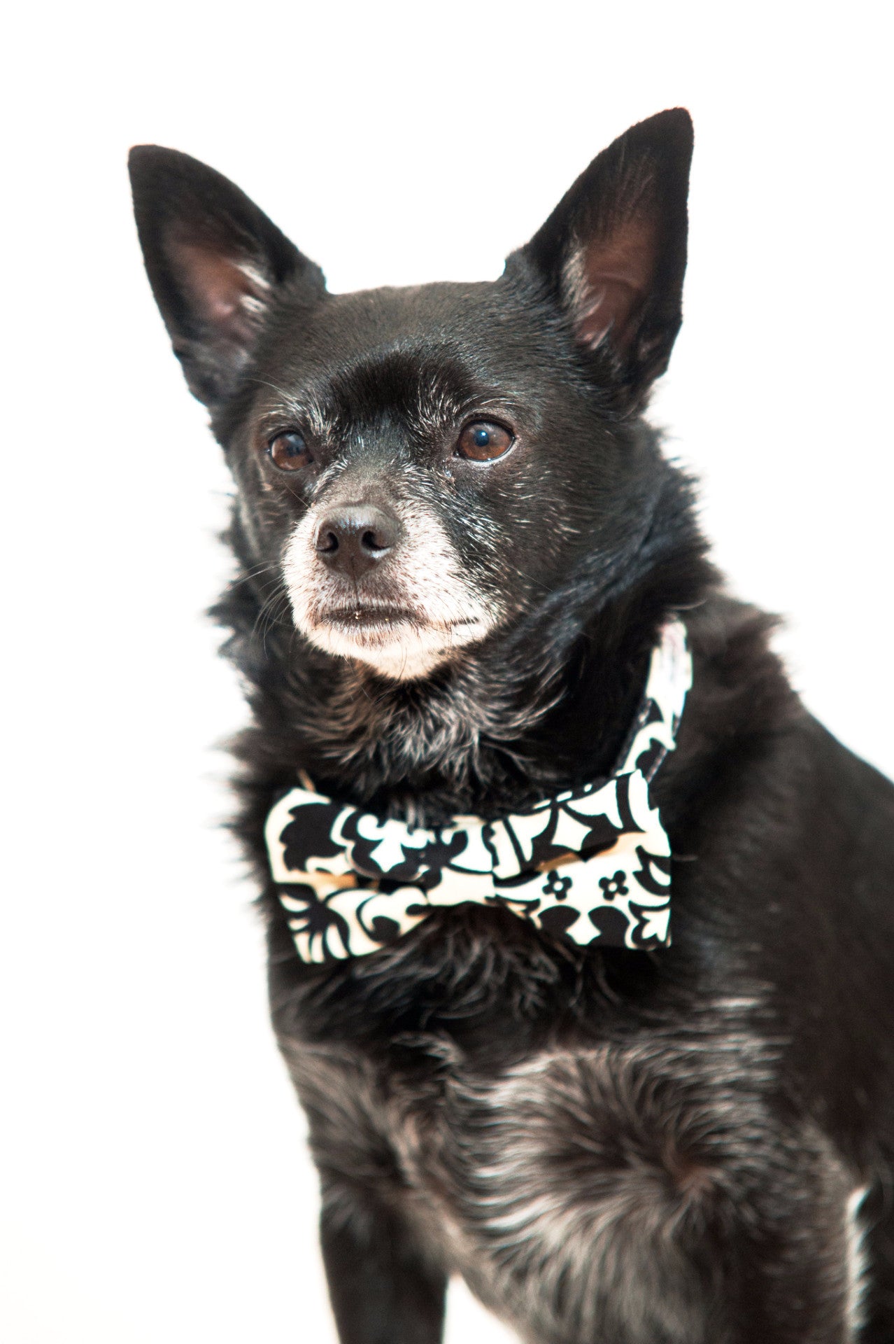 Black and White Damask Bow Tie