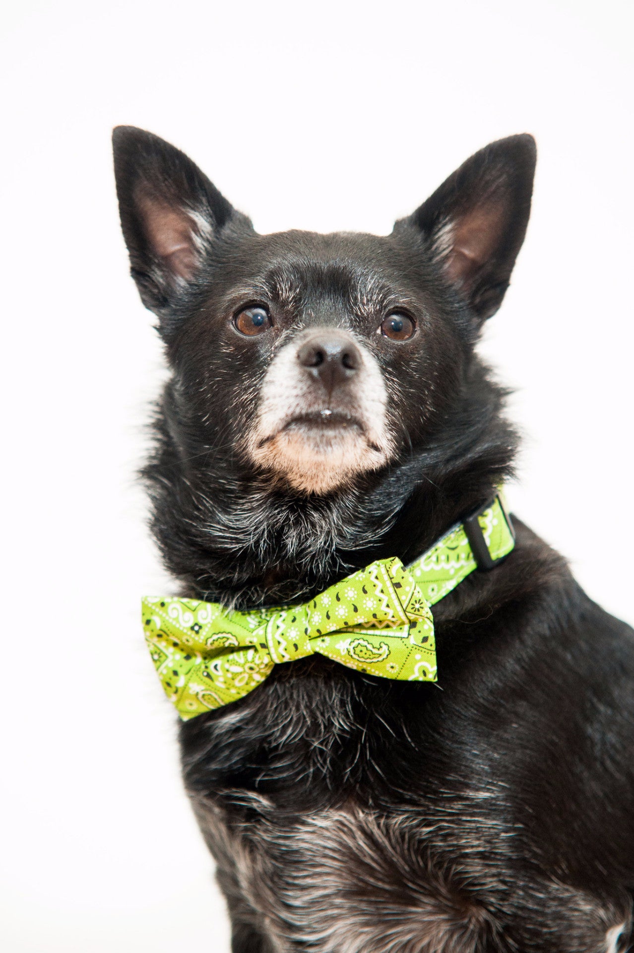 Green Bandana Bow Tie